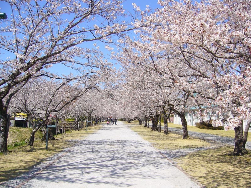 香美市、桜の名所の画像
